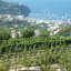 Vineyards of Tenuta Crateca Ischia island